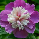 Purple Peony - Double Blooms with Creamy White and Pink Fluffy Fragrant Gezhe...