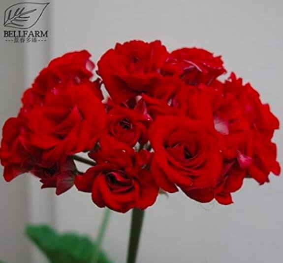 Dark Red Damask Double 10PCS Geranium Seeds