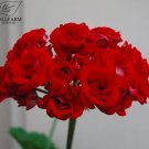 Dark Red Damask Double 10PCS Geranium Seeds