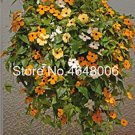 100 Black-Eyed Susan Bonsai Alata Black Eyed Vine Pcs Climbing Thunbergia Gor...