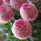 100 Allium Beautiful PCS Giant Giganteum Globemaster Seeds