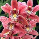 100 Rare Cymbidium Orchid African Cymbidiums Flores,Phalaenopsis Bonsai for H...