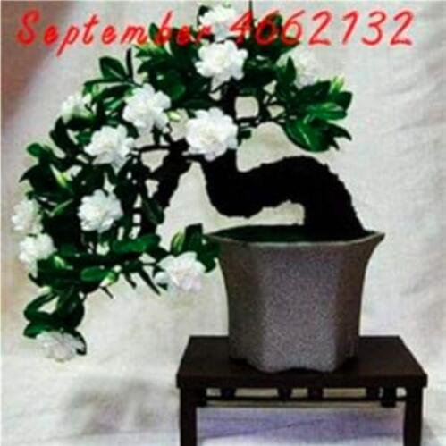 Jasmine Seeds,