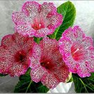 Home Bonsai Diy Ornamental Gloxinia Seeds Sinningia Seed