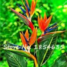 Heliconia Rare Color 100Pcs Seeds