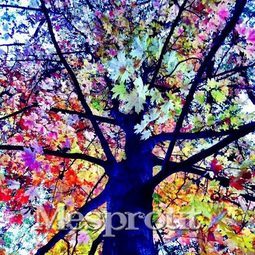 Rare Rainbow Tree Eucalyptus Mindanao Home Bonsai 100pcs/ Seeds Deglupta Gum ...