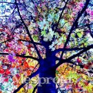 Rare Rainbow Tree Eucalyptus Mindanao Home Bonsai 100pcs/ Seeds Deglupta Gum ...