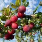 Brin Plum Very Tasty Prune Fruit Tree Jardin and Pot Easy Seed Vege...