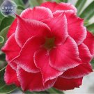 Fresh Red Adenium Obesum Desert Rose 2 Hybrid 4-layer with little wh...