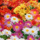 Chrysanthemum 250 Professional mixed 7-color with small inflorescenc...