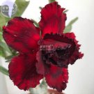 Adenium Blackish Dark Red Desert Rose 2 professional 5-layer blooms ...