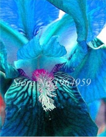 Rare Iris Blue Seeds,
