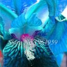 Rare Iris Blue Seeds,