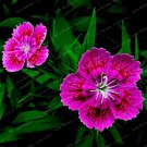Dianthus Chinensis Bonsai Mix Color Pot Home Easy to 50 - (Color: 10) Garden ...