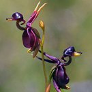 Caleana Major Duck Orchid Potted 100Pcs/Pack Flying Seeds Garden