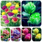 Multifarious Tulip Bonsai of Perennial (Not Bulb) for Home - (Color: Mixed) 2...
