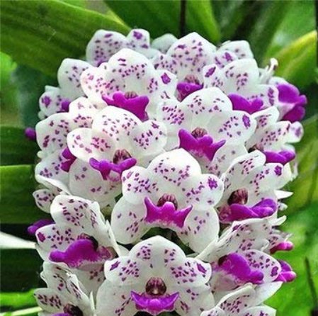 Orchid 100 Seeds pcs