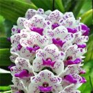 Orchid 100 Seeds pcs