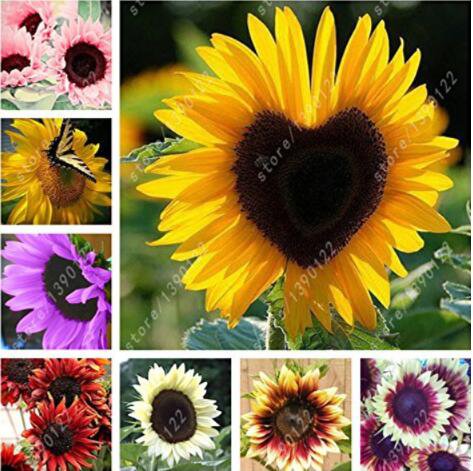 Mixed 10 Colors Seeds 40PCS