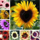 Mixed 10 Colors Seeds 40PCS