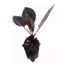 Alocasia Jewel of Borneo kapit Infernalis Purple Elephant Ear Sml Potted for ...