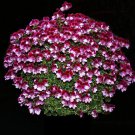 'Colorful Butterfly' Blackish Red White Geranium Seeds