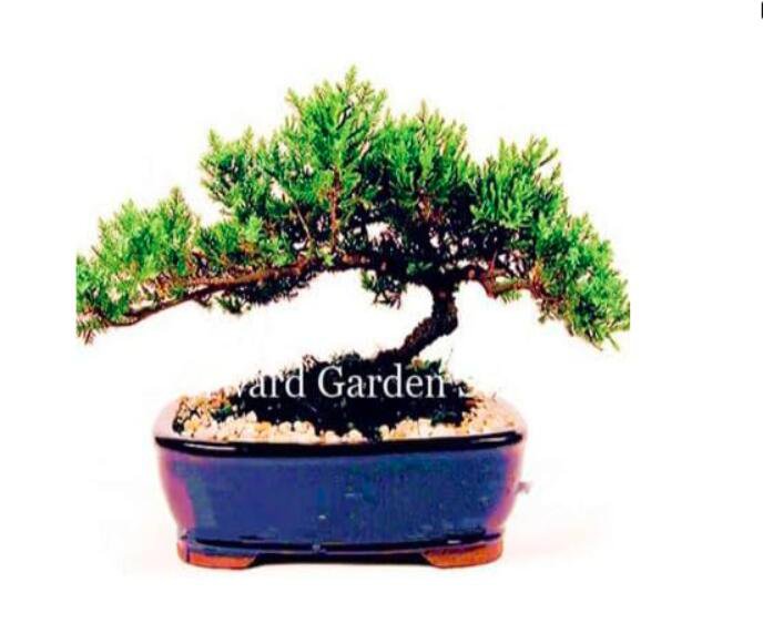 Juniper (C7) Seeds