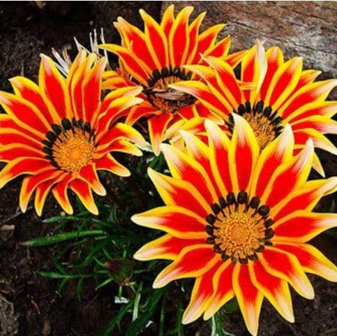 Potted Bonsai, Variety Complete, The Rate 99% Mixed Colors - / (Color: 6) Gaz...