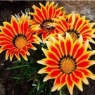Potted Bonsai, Variety Complete, The Rate 99% Mixed Colors - / (Color: 6) Gaz...
