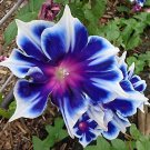 Blue 100Pcs/Bag Morning Glory Seeds Fragrant Garden Climbing Hanging