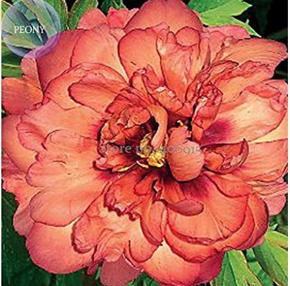 New 'Kopper Kettle' Peony Tree, 5 + Orange Seeds