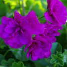 Ivy 10 / Peltatum Double Purple Petals Geranium 'Vagabond' Seeds, Se...