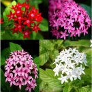 200 Pentas Lanceolata mix 4 pcs seeds