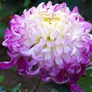 100 Purple White Color Chrysanthemum Morifolium Potted for DIY pcs/bag Light ...