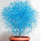 Colorful Perennial Bush Kochia Scoparia Ornamental Pots for Grass Seed 100pcs...