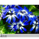 Dark Blue White Florist's Cineraria F2 30+ Seeds