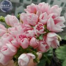 Peach Pink Ball Geranium Light Seeds