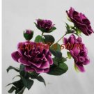 (Cape Jasmine) - Indoor Gardenia Seed Garden