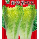 Chinese '38 Variety', Heat-Resistant and Fast-Growing Cabbage