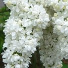 White Lilac Multi-stemmed Small Syringa Vulgaris Seeds,
