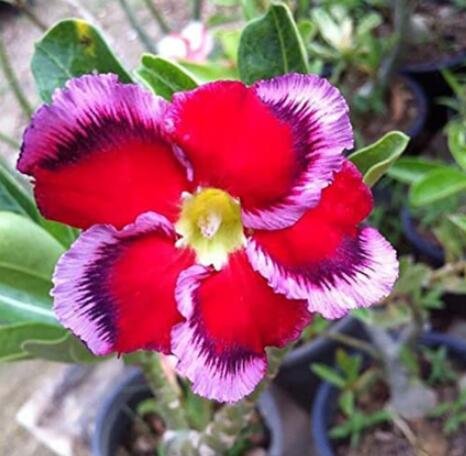 1PC Desert Rose Red Petal with Purple Seed Single Light Edge