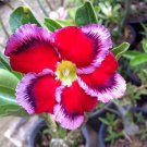 1PC Desert Rose Red Petal with Purple Seed Single Light Edge