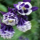 Columbine Dark Purple and Aquilegia Seedsm,