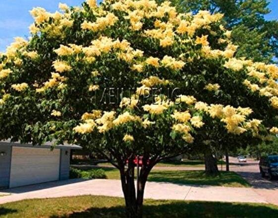 Yellow Lilac Seeds