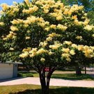 Yellow Lilac Seeds