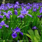 Iris Bonsai Irises Perennial Beautiful Potted for Home - (Color: 2) 20pcs Flo...