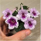 Perennial Bonsai 100 Decoration Fast Gloxinia Seeds Garden Grow