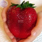 Rarest Heirloom Super Japan Red Strawberry Bonsai Sweet Juicy Giant ...