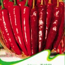 Red Dried Hot Hunan 30 / Edible Organic Seeds, Pack, Seeds Vege...