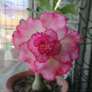 Adenium White Pink Petals with Rose Red Centre 2 5-layer blooms balc...